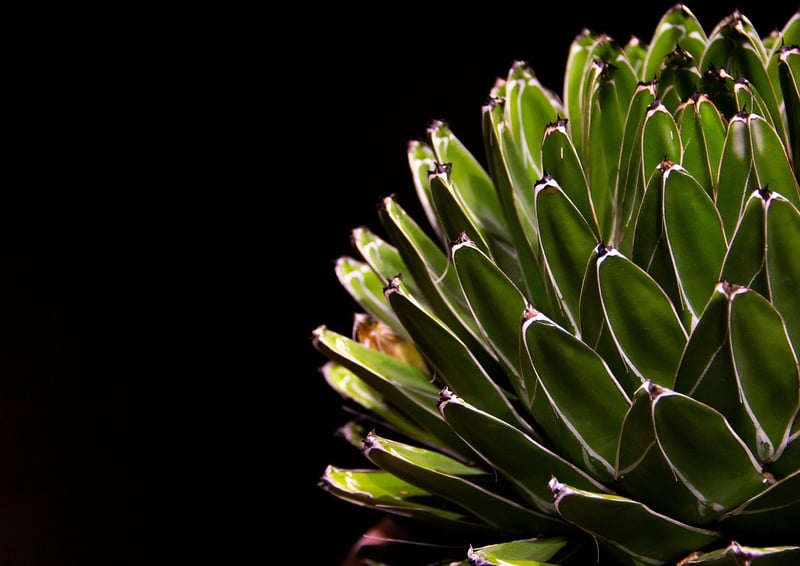 Succulent displays
